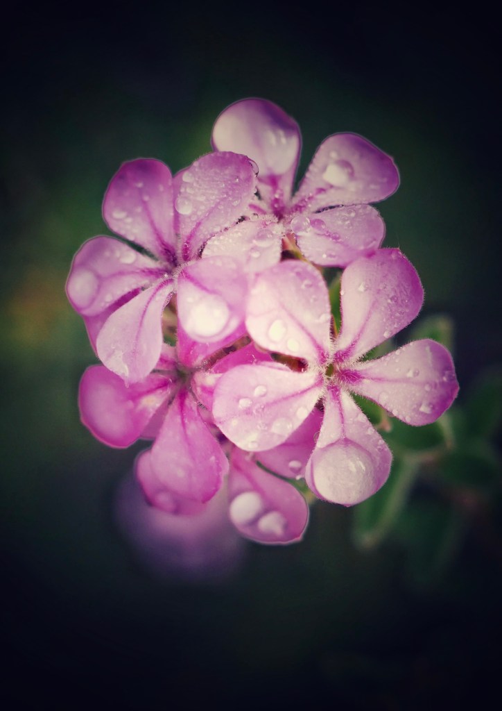 This image has an empty alt attribute; its file name is img_3268.jpeg